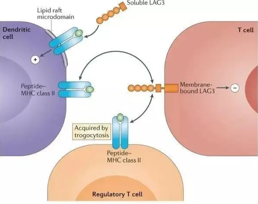 LAG-3膜蛋白和LAG-3分泌蛋白（图片来源：Nature Reviews）