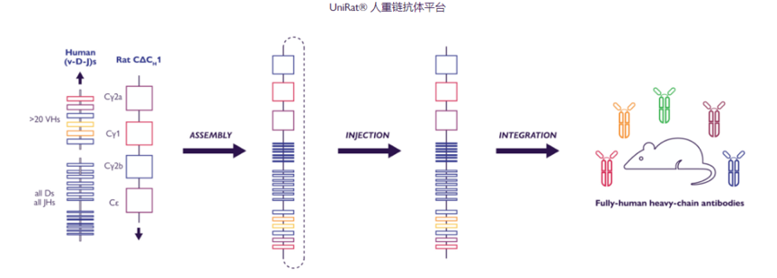 UniRat人重链抗体平台（图片来源：Teneobio官网）
