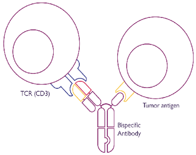 T细胞接合器（来源：Teneobio官网）