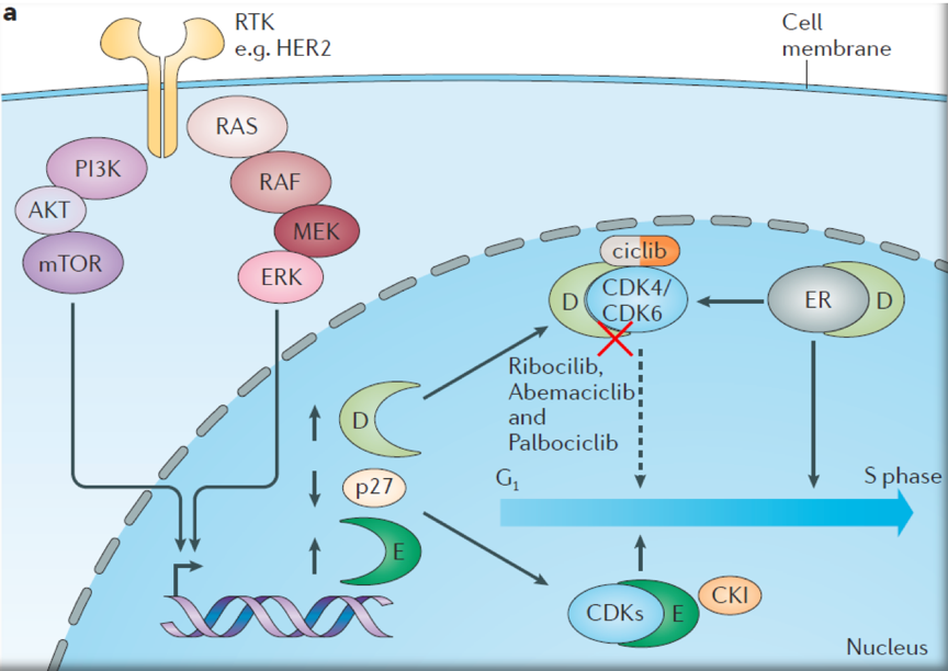 CDK4/6促进细胞周期进程的传导通路（（来源：doi:10.1038/nrclinonc.2016.26））
