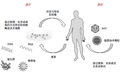 圖1 基因治療產(chǎn)品途徑