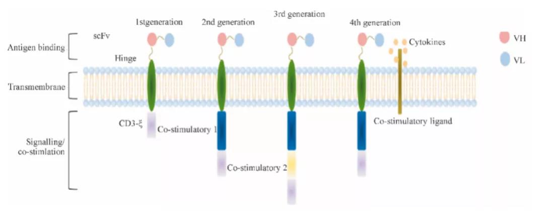  1-4代CAR-T細(xì)胞結(jié)構(gòu)示意圖