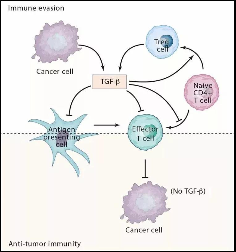 TGF-β在肿瘤细胞中的作用
