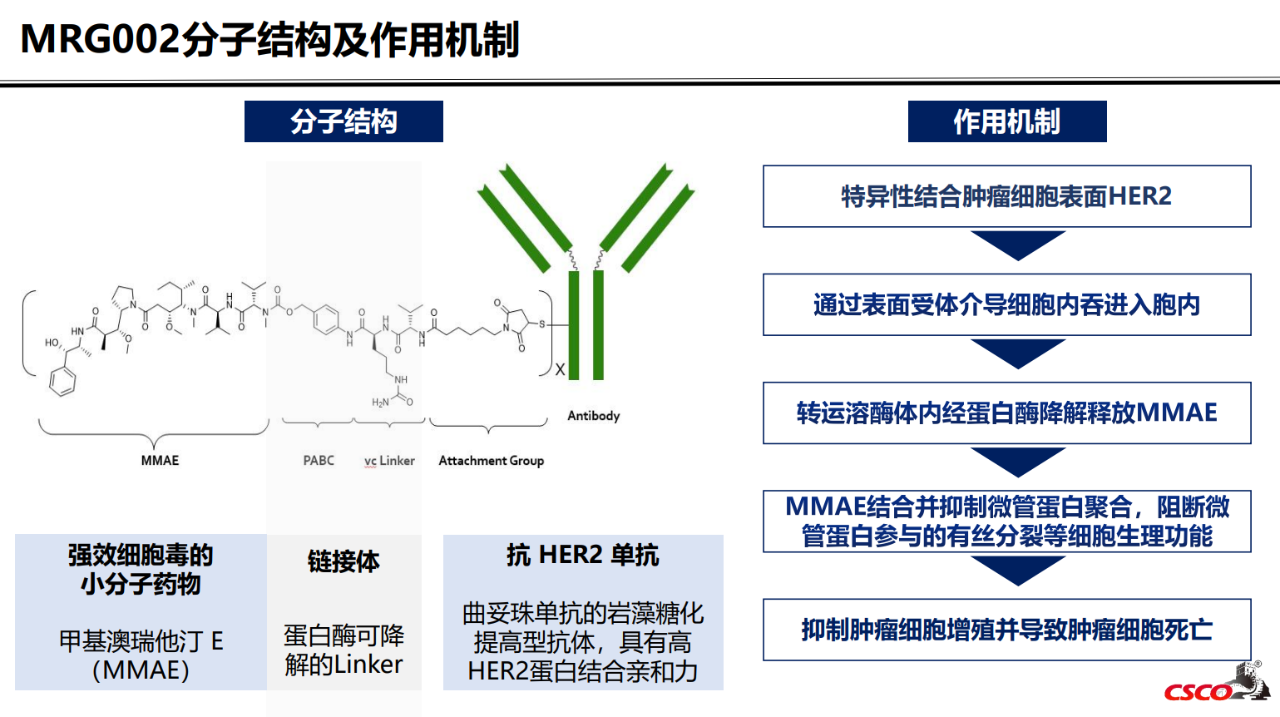 MRG002分子结构及作用机制