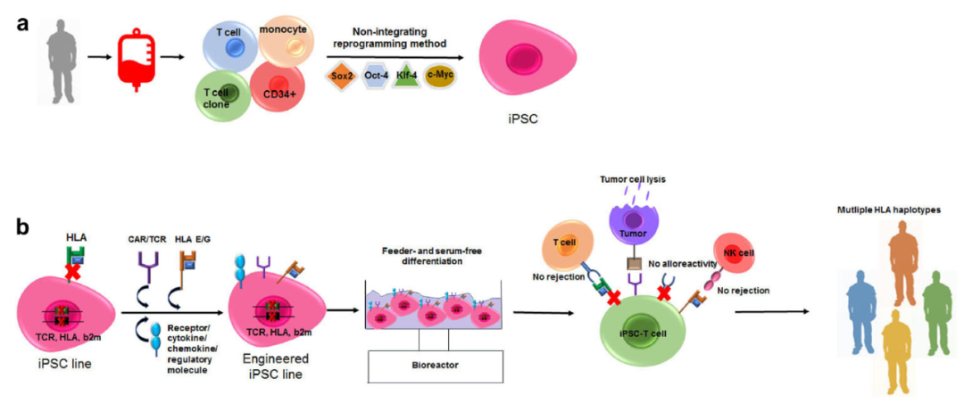 从血液细胞生成iPSC，然后制造细胞疗法的过程