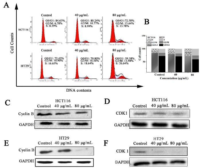 C10对结肠癌细胞周期阻滞实验