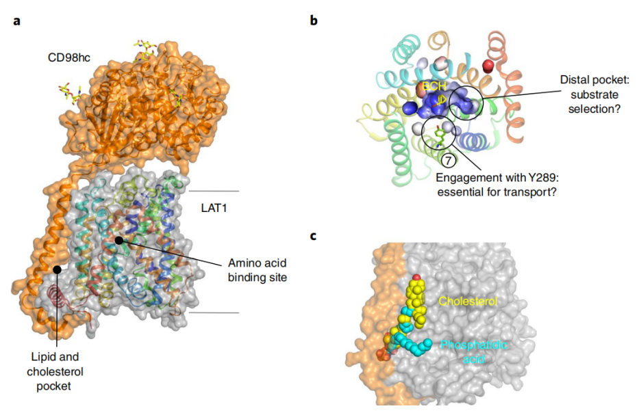 LAT1-CD98hc复合物结构