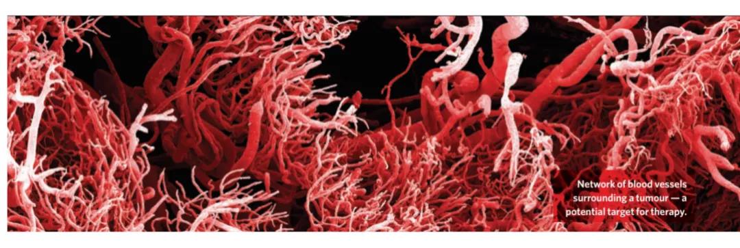 肿瘤周围的血管网络