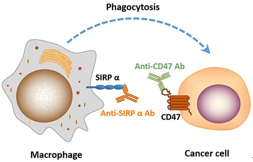 用抗 CD47或SIRPɑ抗体可以作为诱导巨噬细胞吞噬肿瘤细胞