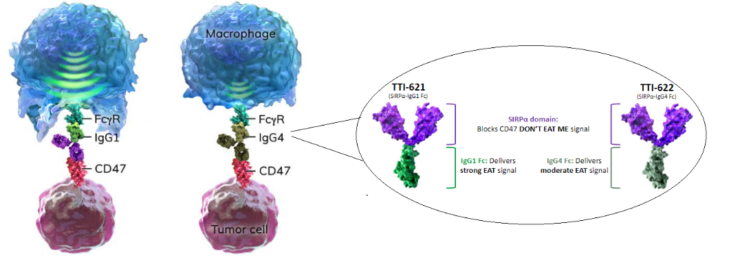 Trillium同时开发两款不同IgG亚型的SIRPα融合蛋白