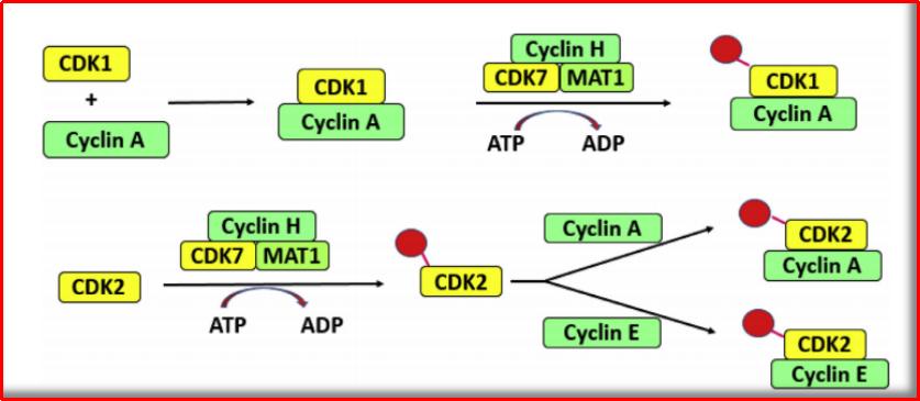 CDK7更具体现生理功能的机制步骤