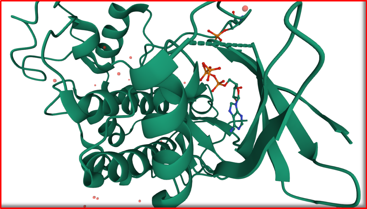 CDK7蛋白结构