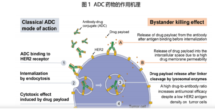 ADC药物的作用机理