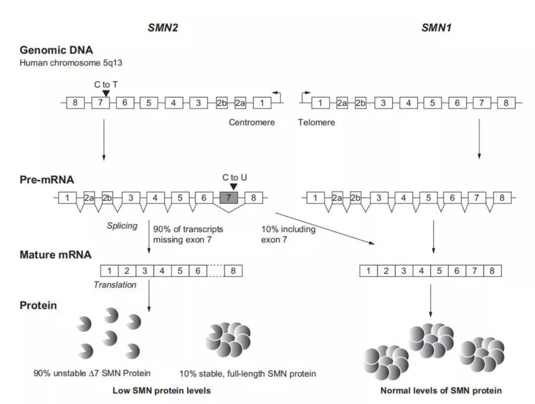 人体SMN2和SMN1基因示意图