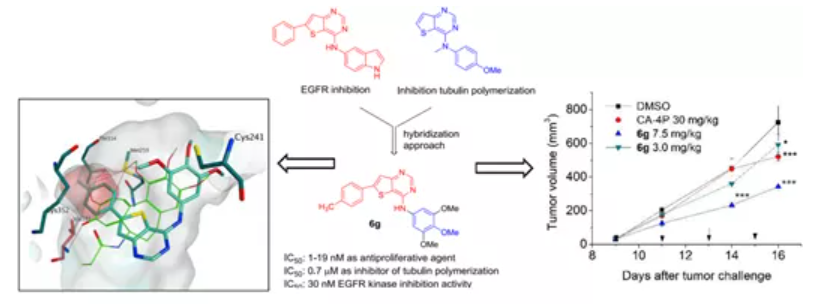 EGFR微管蛋白雙靶點抑制劑