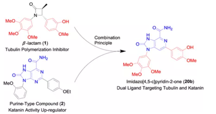 微管蛋白-Katanin雙靶點抑制劑