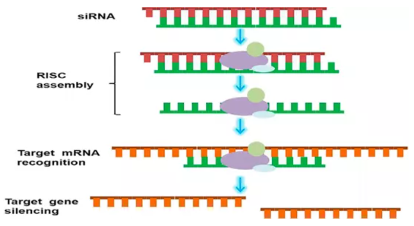 RNAi机制示意图，siRNA进入细胞质后与RISC结合