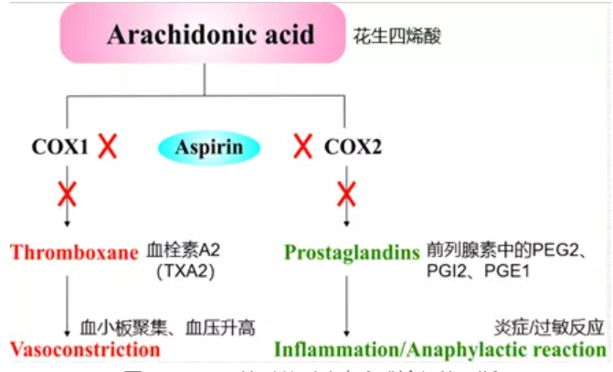 阿司匹林对前列腺素合成途径的阻断