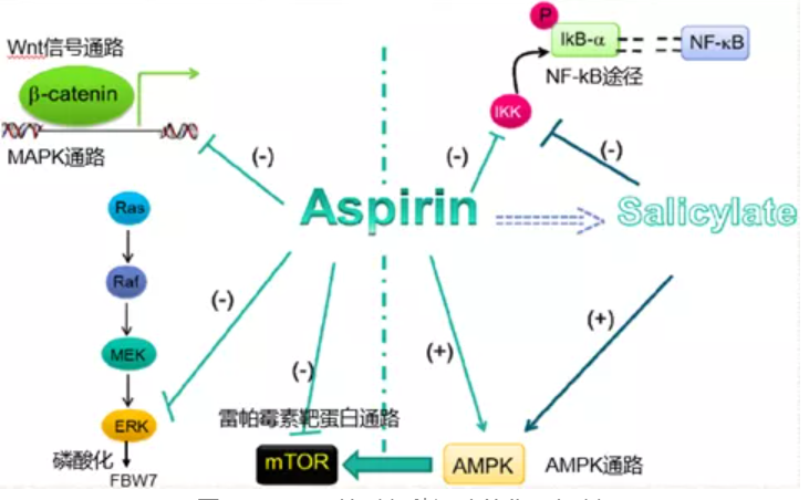 阿司匹林对各种通路的作用机制