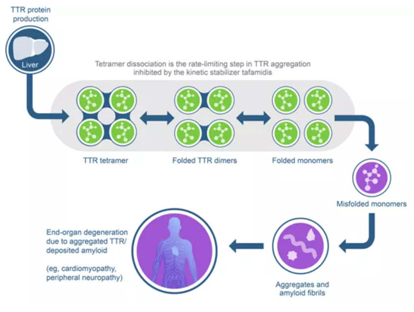 TTR淀粉样蛋白级联反应