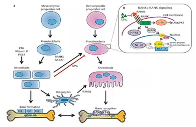 RANKL/RANK/OPG通路