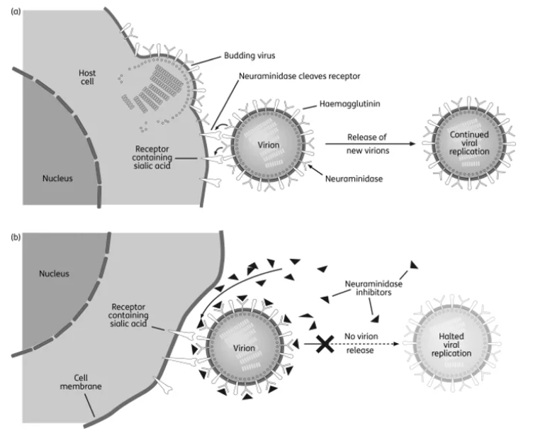 病毒复制过程与神经氨酸酶抑制剂作用机理