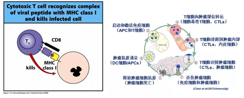 杀伤性T细胞通过TCR识别癌细胞进而发挥作用
