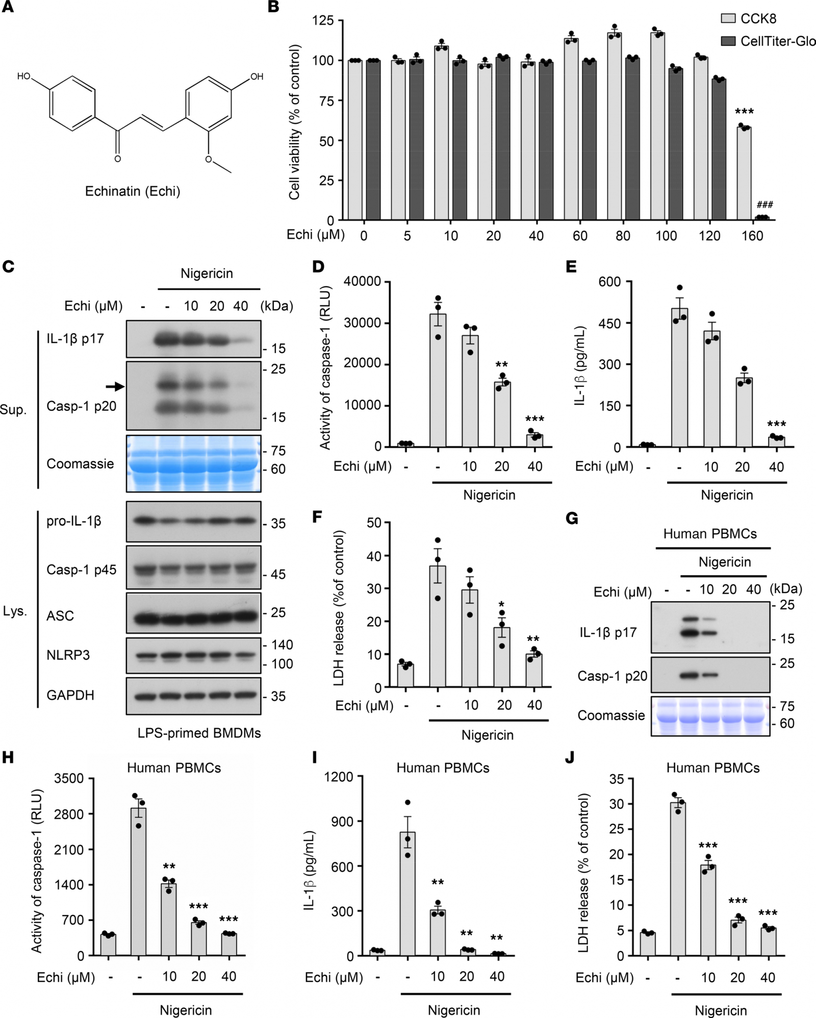 Echinatin抑制小鼠BMDMs和人PBMCs中NLRP3炎症小体的激活
