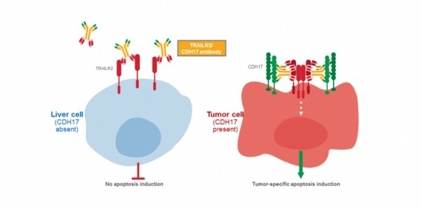 肿瘤细胞中TRAILR2/CDH17作用机制 