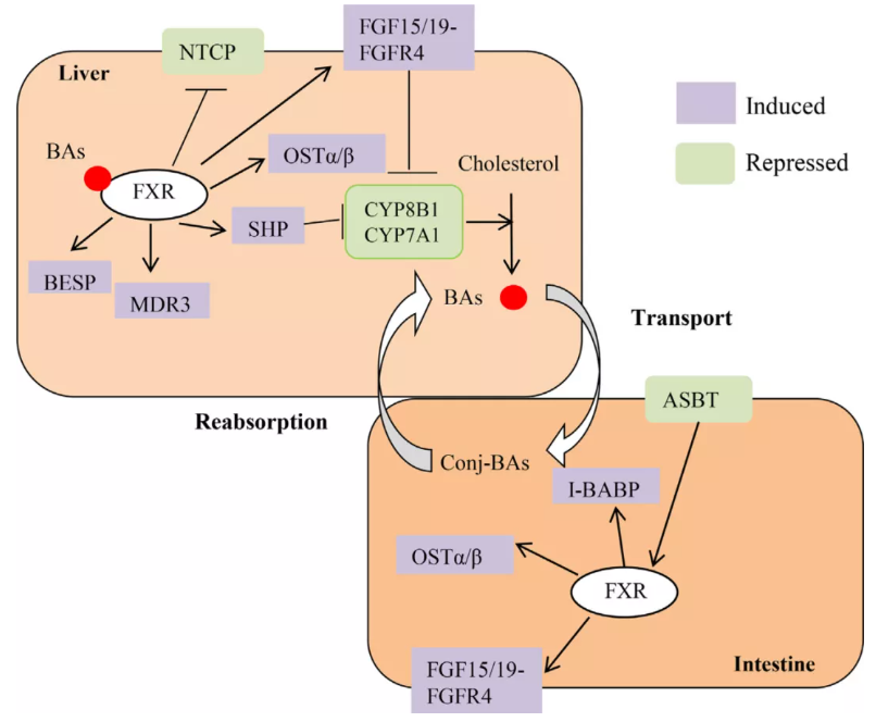 FXR在胆汁酸肠肝循环中的重要性