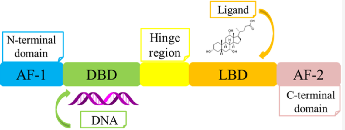 FXR-DBD的模型结构和FXR-LBD/OCA配合物
