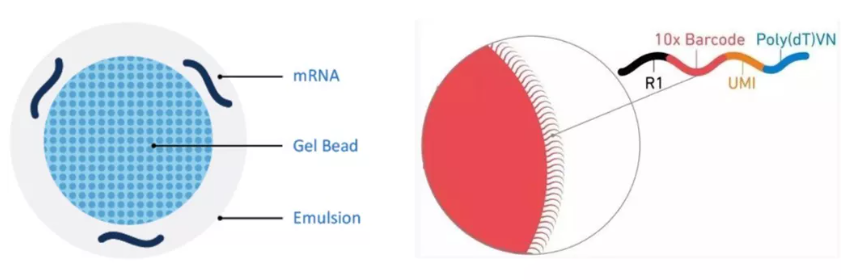 GEM示意圖（左），Gel bead示意圖（右）