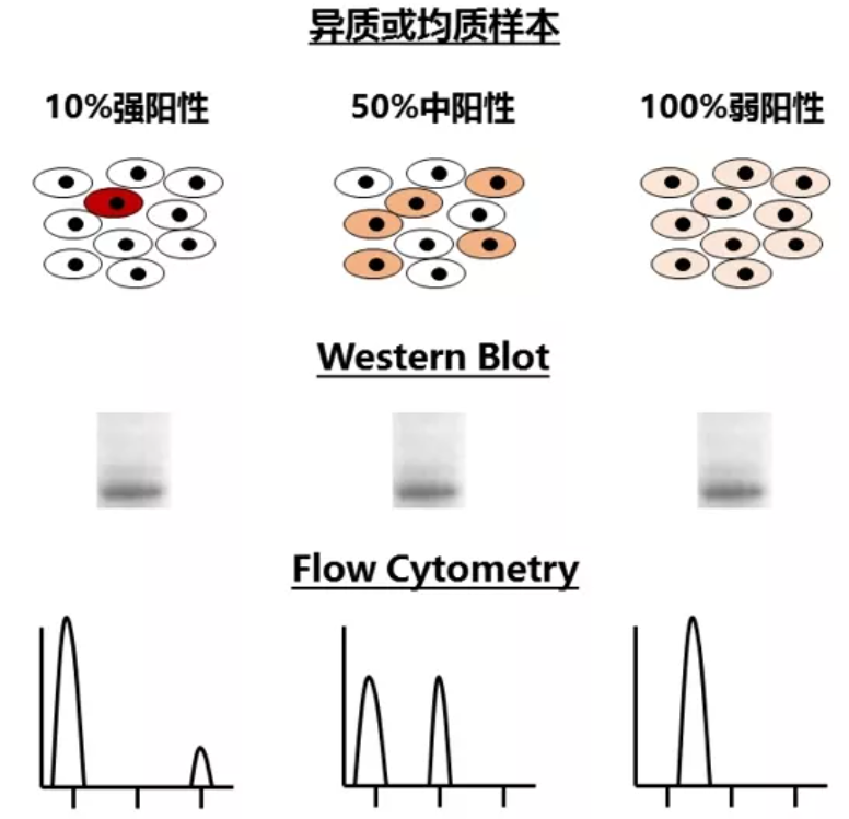 Western blot VS 流式細(xì)胞術(shù)