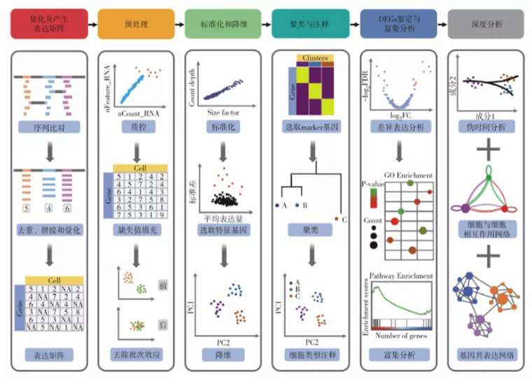 scRNA-seq的数据分析