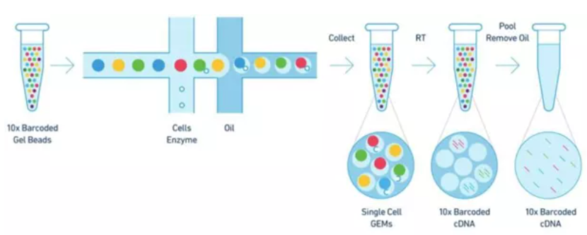 10xGenomics平台流程图