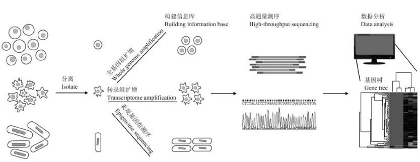 單細(xì)胞測(cè)序流程