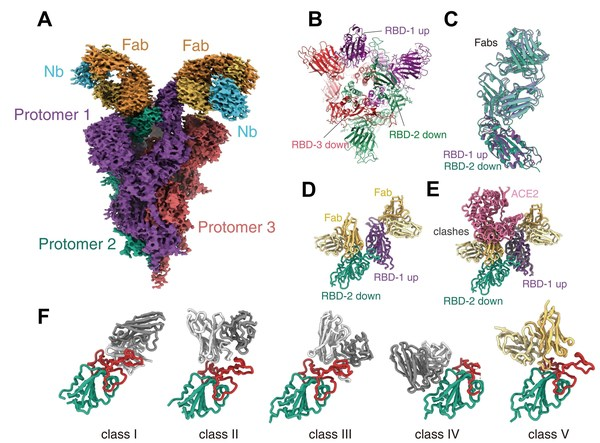 Omicron刺突蛋白结合抗体JMB2002的结构