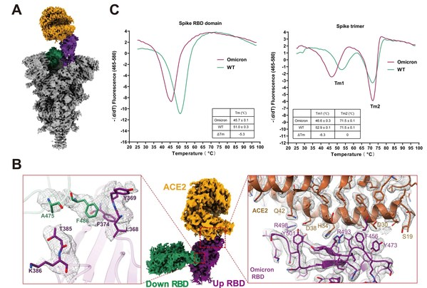 Omicron刺突蛋白结合人源受体ACE2的结构