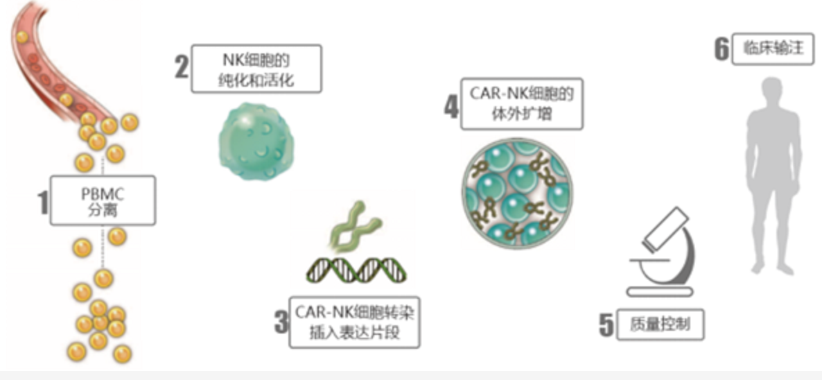 CAR-NK细胞治疗技术的流程示意图