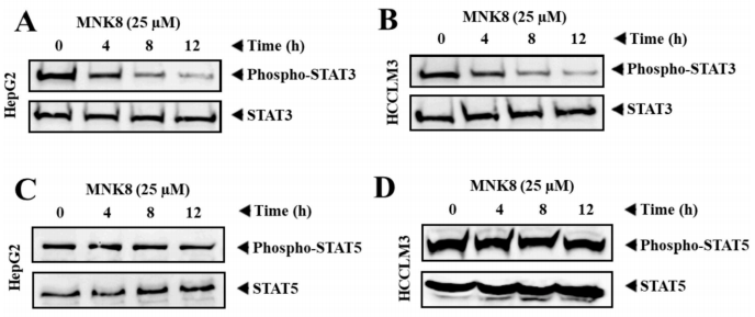 MNK8对STAT3磷酸化的抑制作用