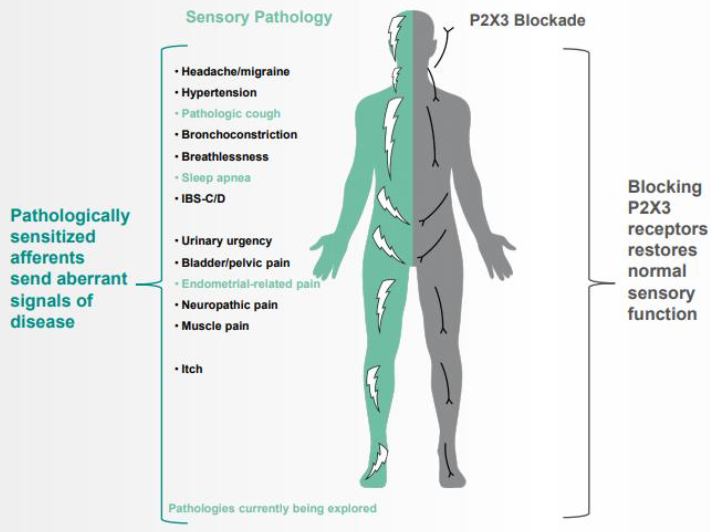 P2X3受体在感觉器官的作用