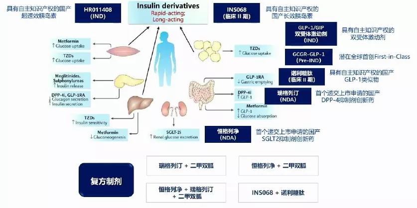 恒瑞医药在糖尿病领域的重点管线布局