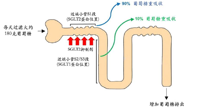 SGLT-2抑制剂作用机制示意图