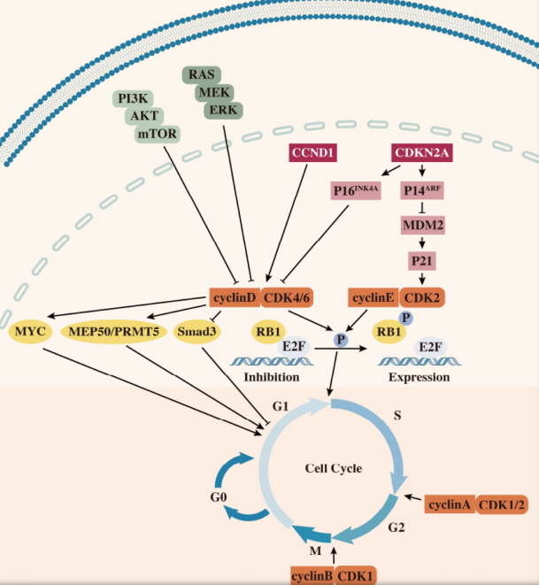 CDK4/6参与的细胞周期