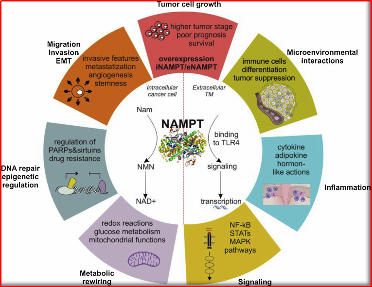 腫瘤領(lǐng)域靶點NAMPT潛力如何？能否成為下一個熱門賽道？
