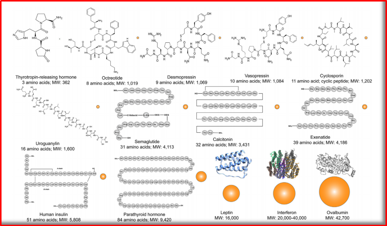 合成多肽VS小分子化药：药学研究有哪些不同？