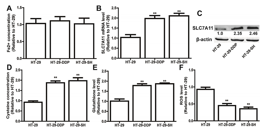结直肠癌干细胞SLC7A11高表达