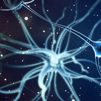 α-倒捻子素在神经系统中的保护作用研究进展