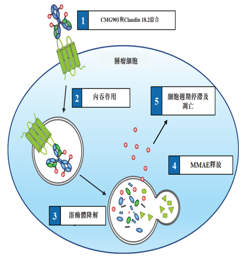 CMG901与癌细胞上的Claudin18.2结合