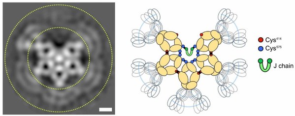 IgM五聚體的負(fù)染EM圖像和圖像方案 比例尺:5 nm